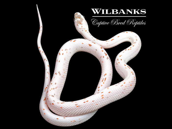 Palmetto Corn Snake ♂ '25