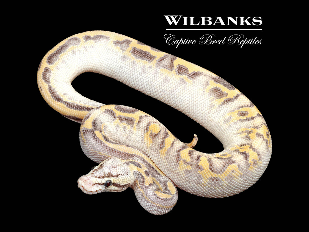 Leopard Piebald Ball Python