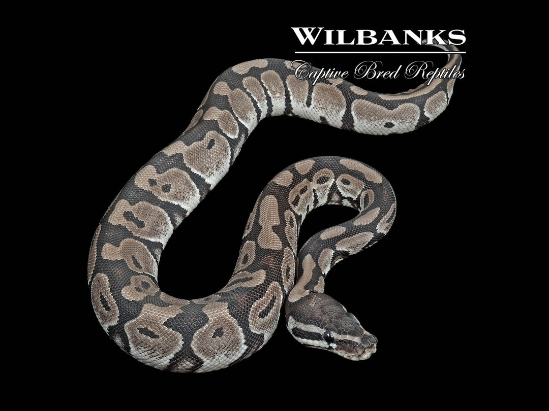 How To Make Axanthic Ball Python