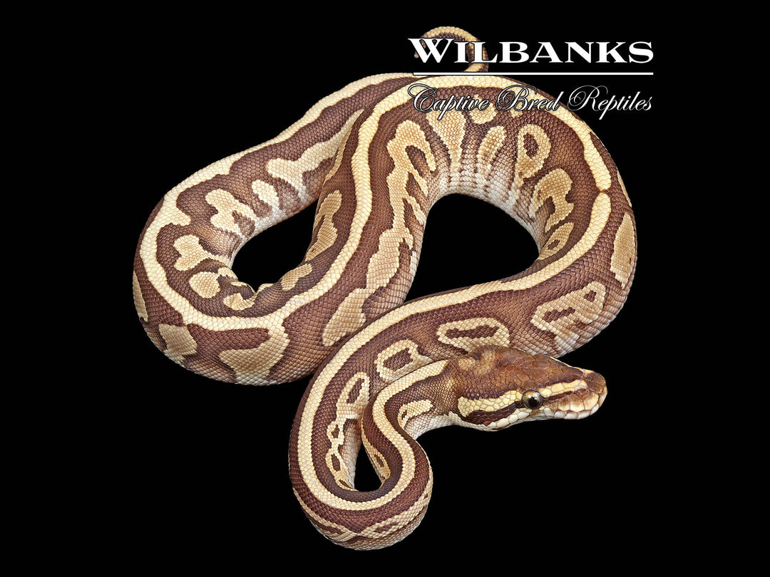Leopard Royal Python Leopard Piebald Ball Python