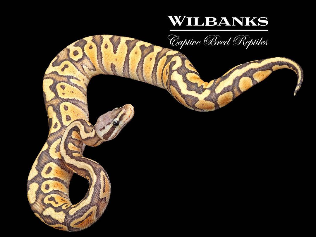 Ball Python True Pattern True Ghost Ball Python