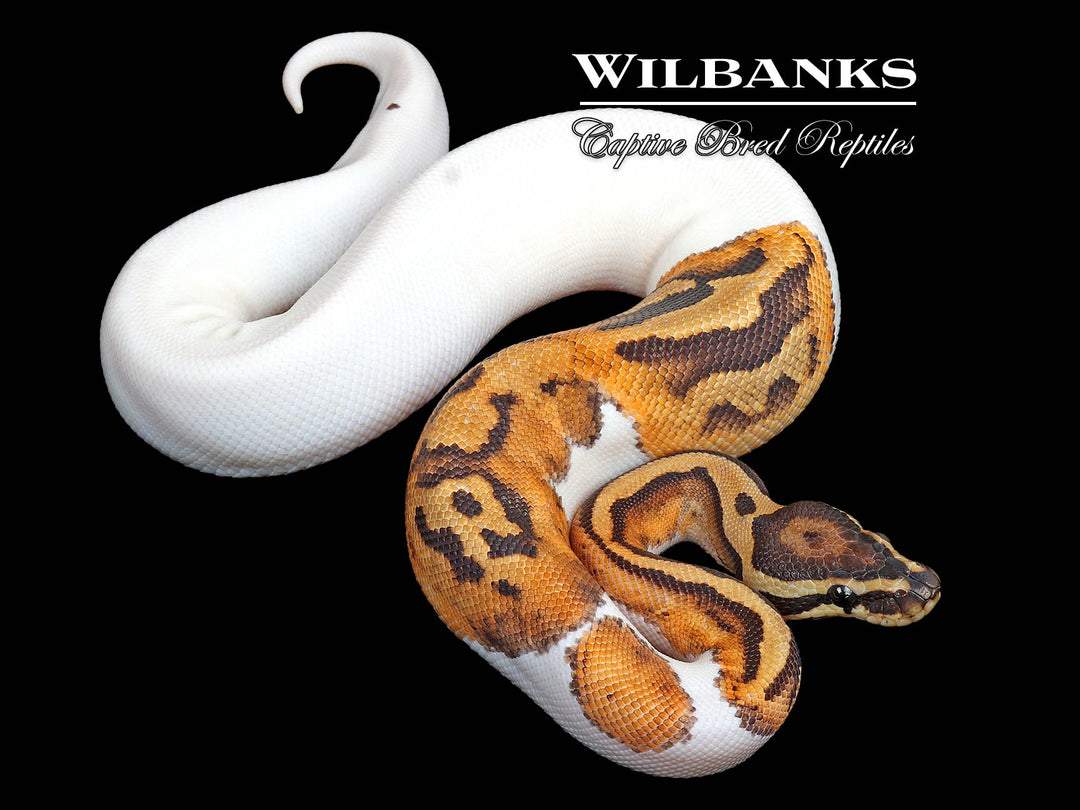 Ball Python White