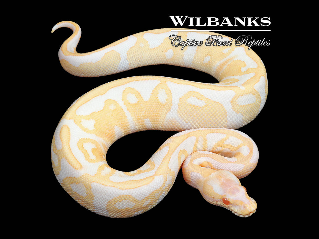 Albaino Python Albino Snake Python