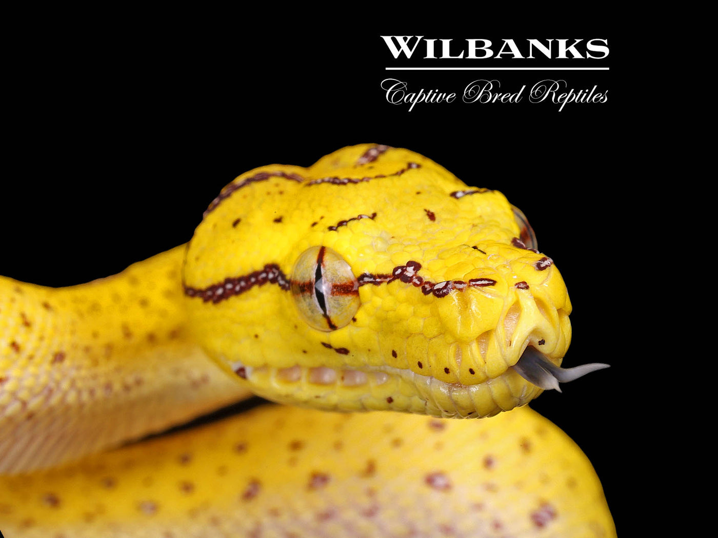 USCBB Aru Green Tree Python