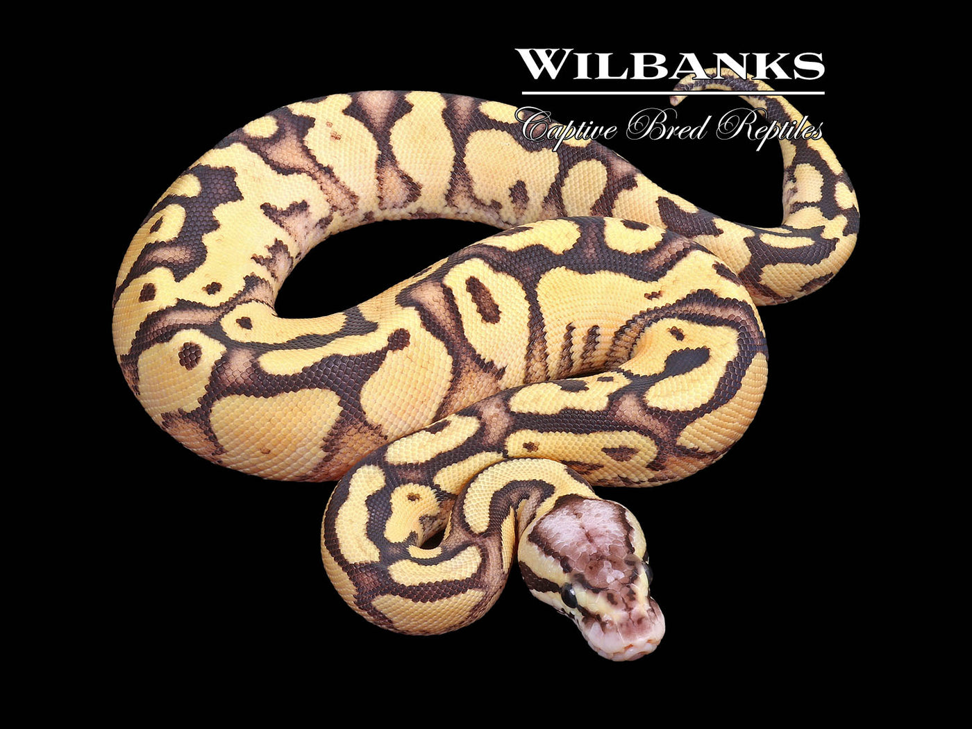 Firefly Yellow Belly or Gravel Ball Python ♀ '23