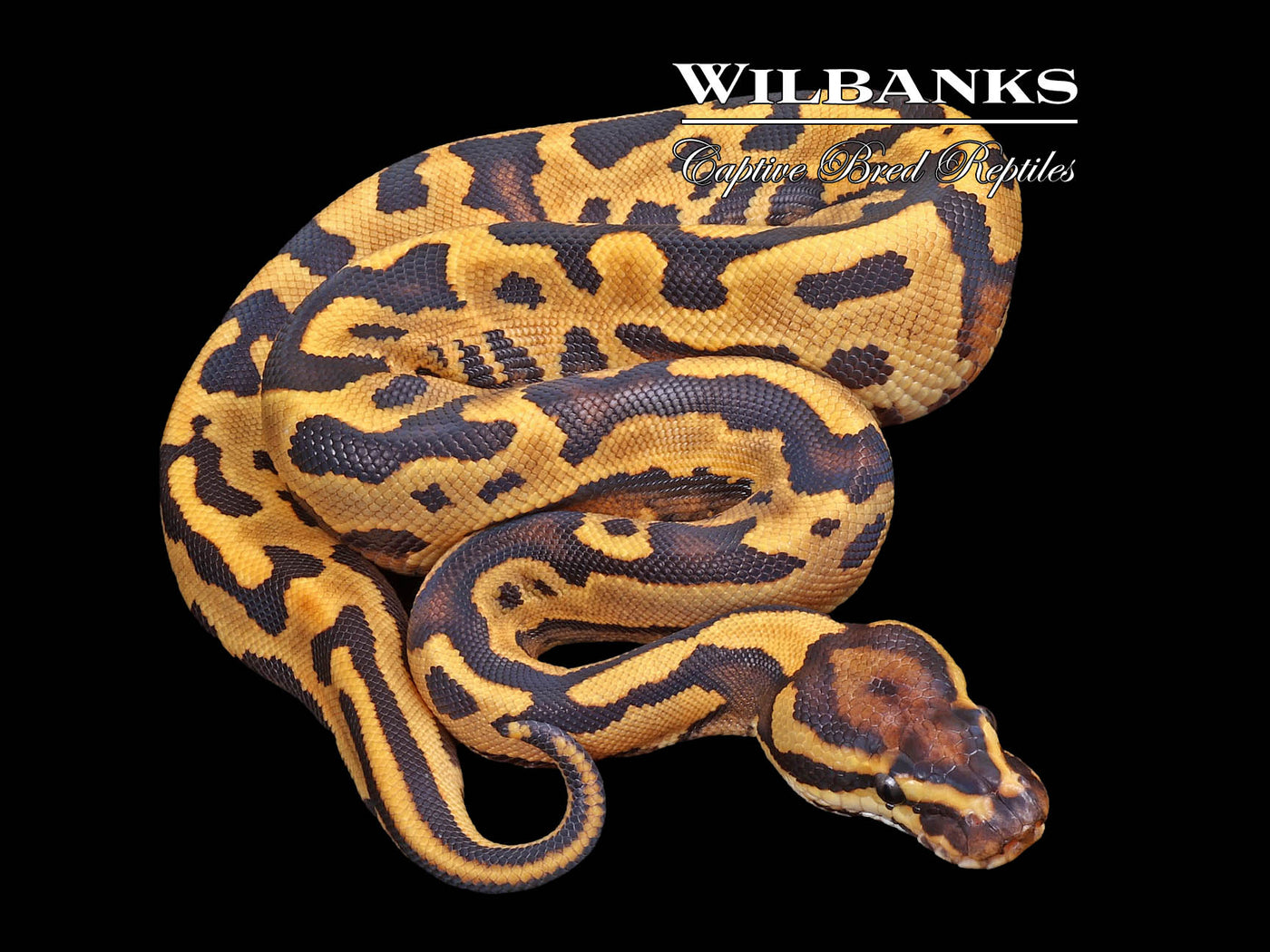 Fire Leopard Yellow Belly or Gravel Ball Python ♀ '23