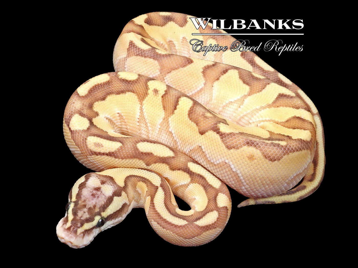 Pastel Butter Enchi Yellow Belly Ball Python ♀ '23