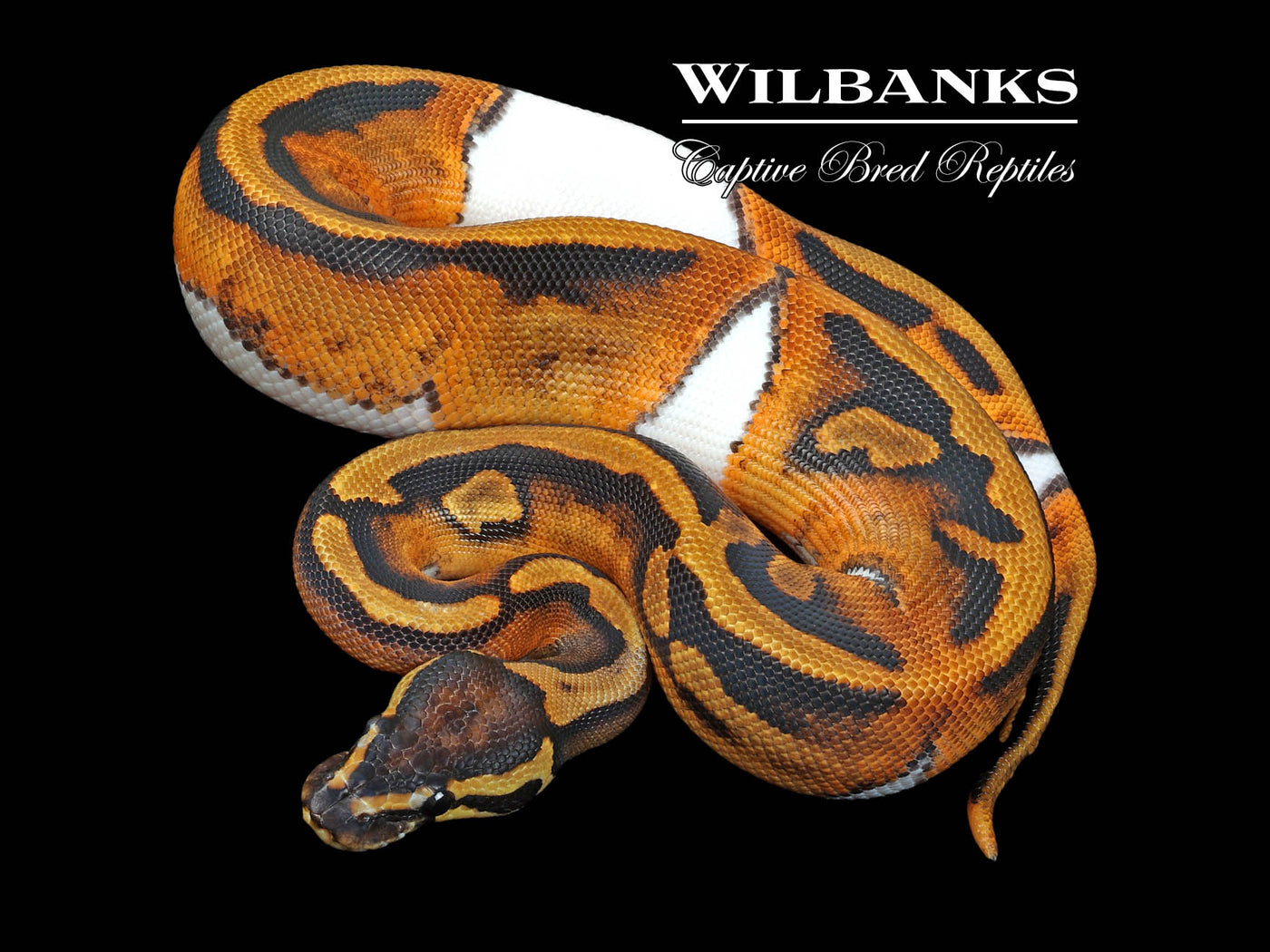 Pied 100% Het. Lavender Albino Ball Python ♀ '23