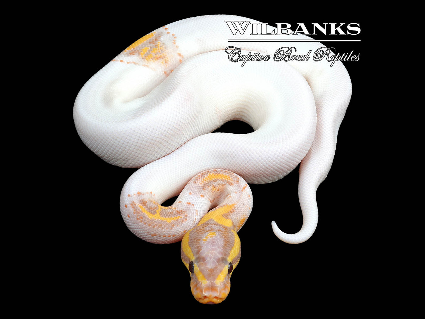 Banana Pied Yellow Belly Ball Python ♂ '23