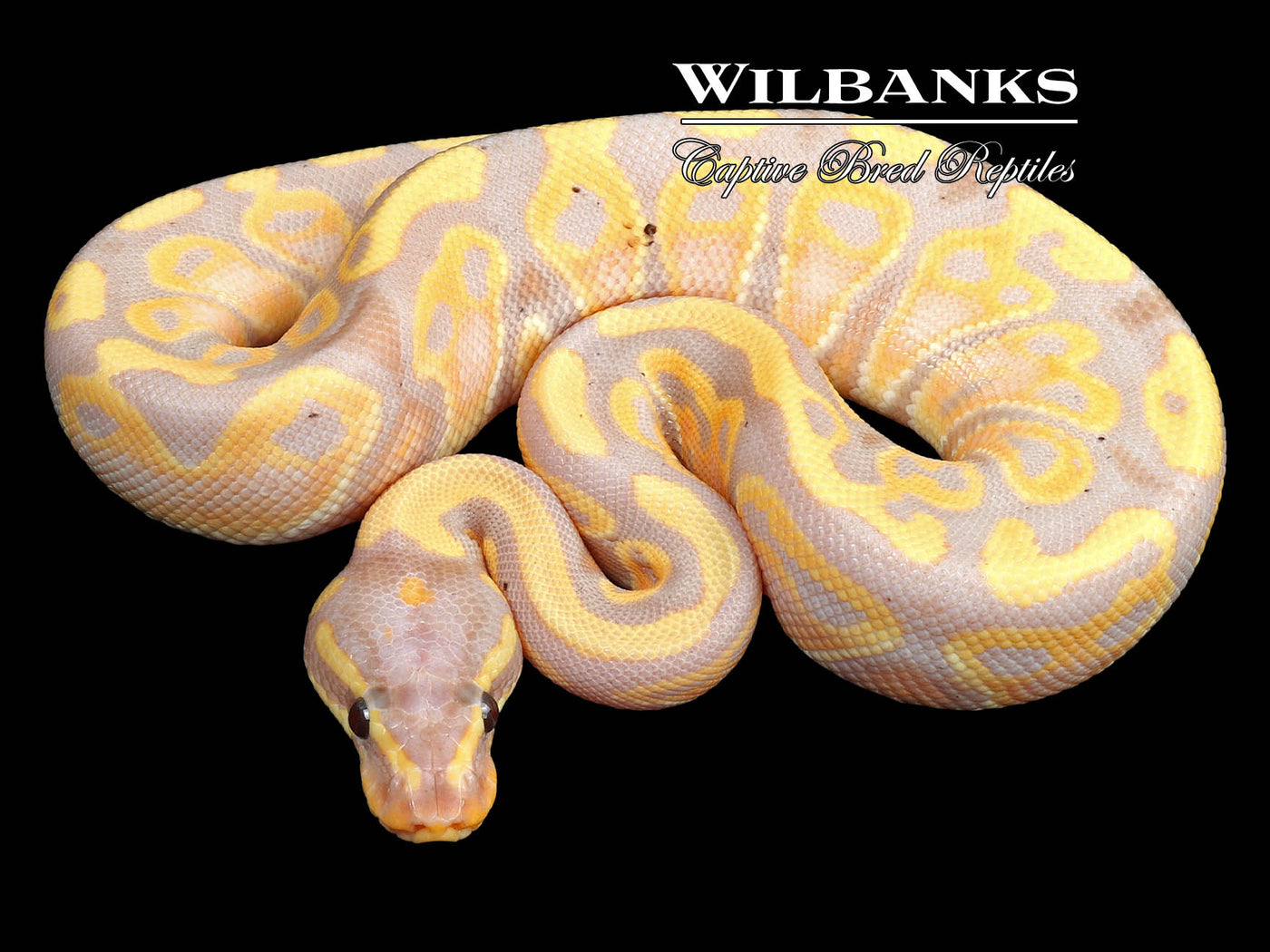 Banana 100% Het. Pied Ball Python ♂ '23