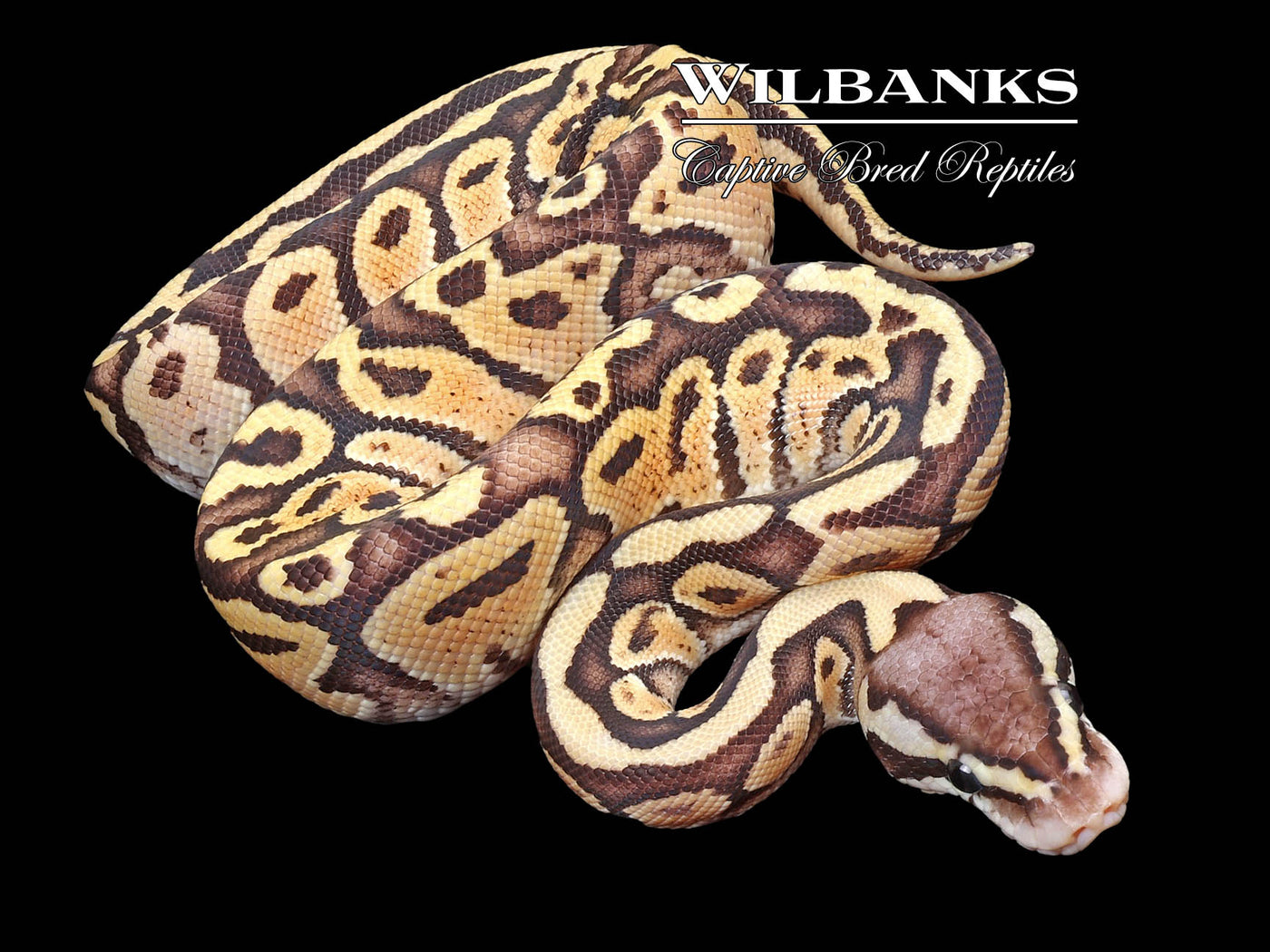 FireFly Ball Python ♂ '23