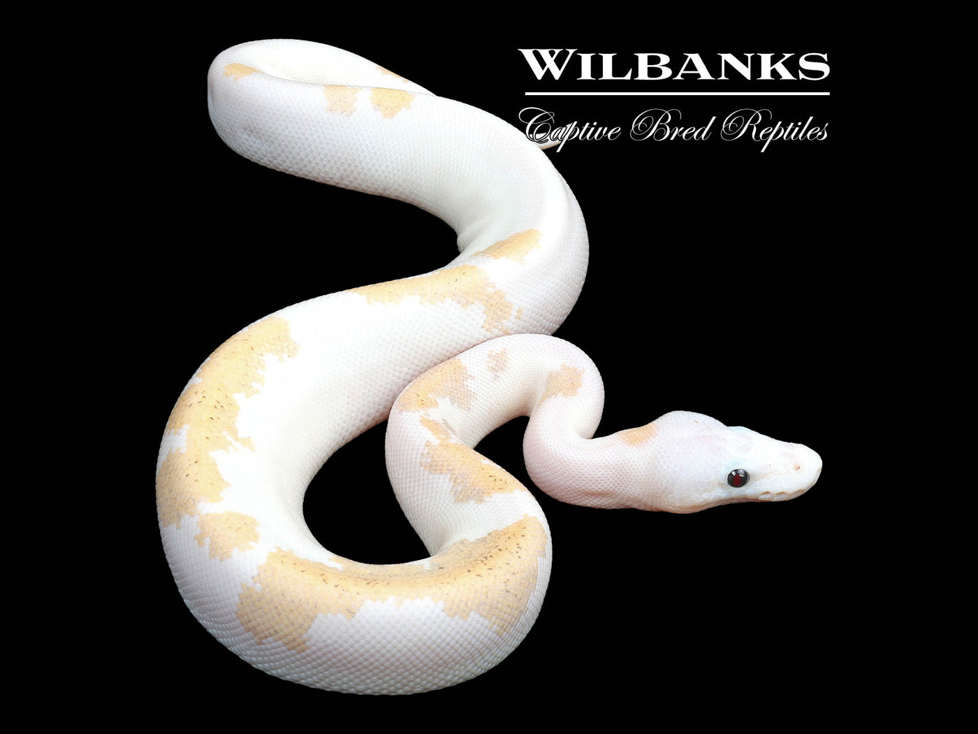Super Fire Ball Python ♀ '23