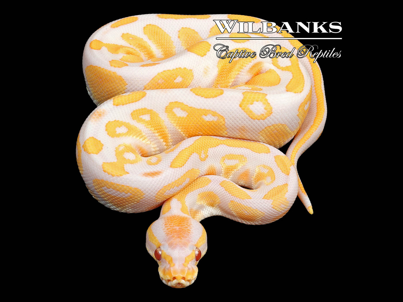 Lavender Albino 100% Het. Pied Ball Python ♀ '23