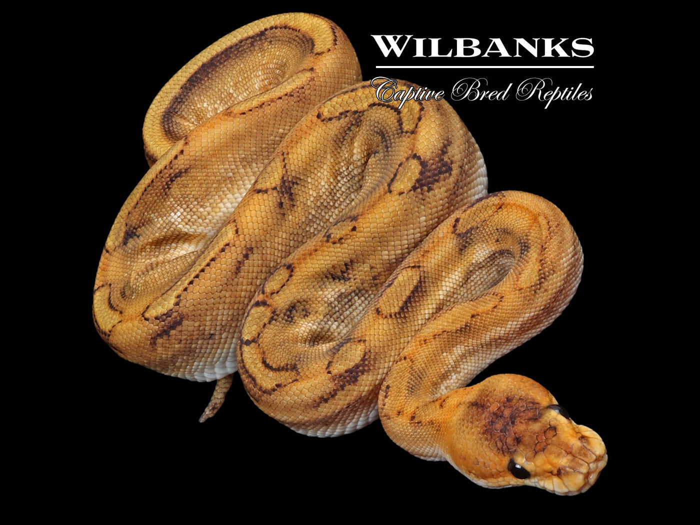 Champagne Ball Python ♀ '23
