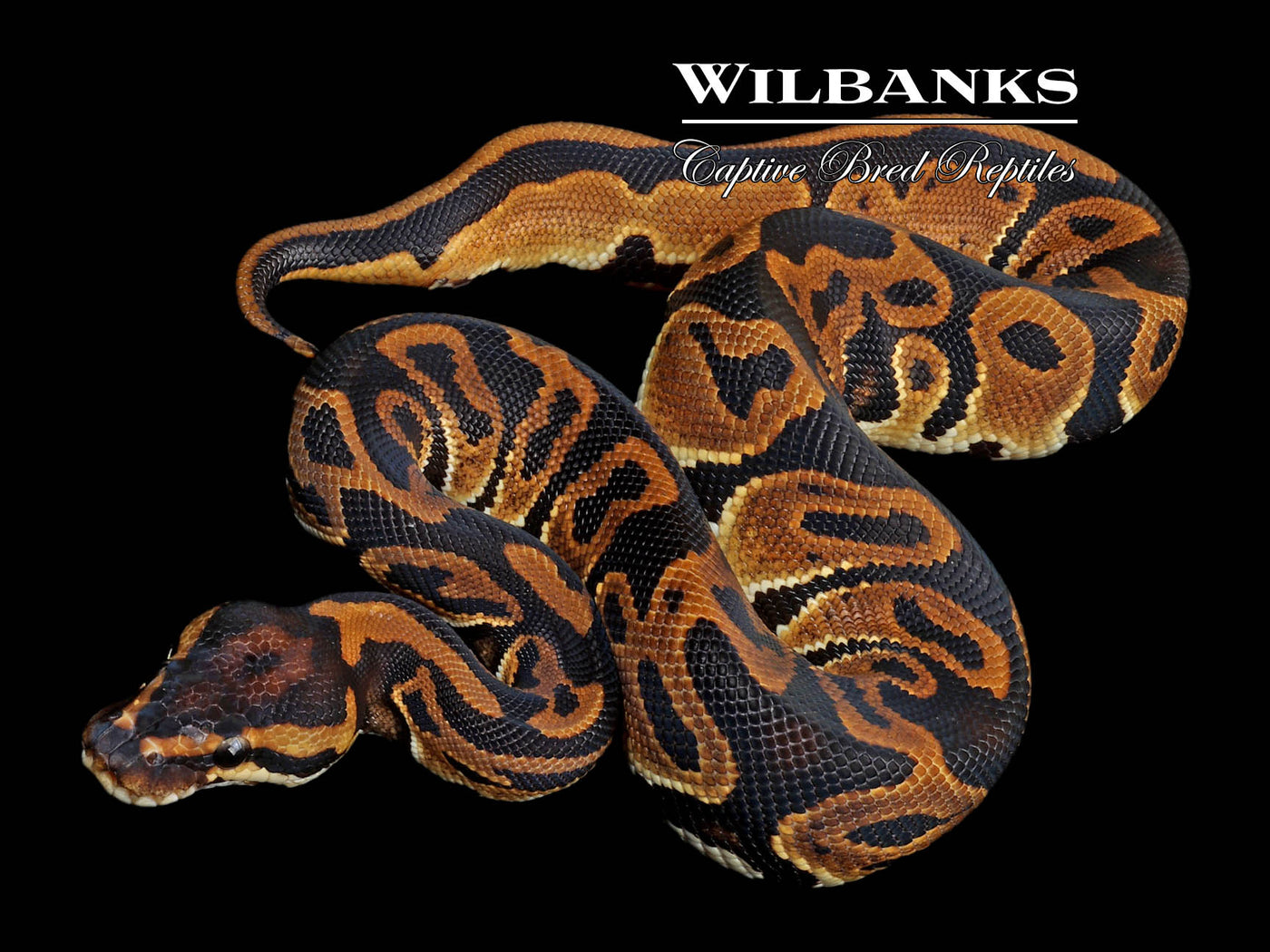 Leopard 100% Het. Lavender Albino Ball Python ♂ '23