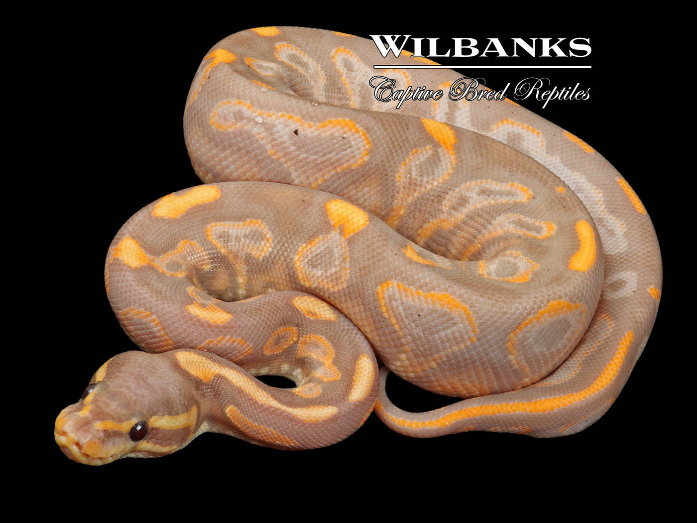 Banana Black Pastel Ball Python ♂ '23