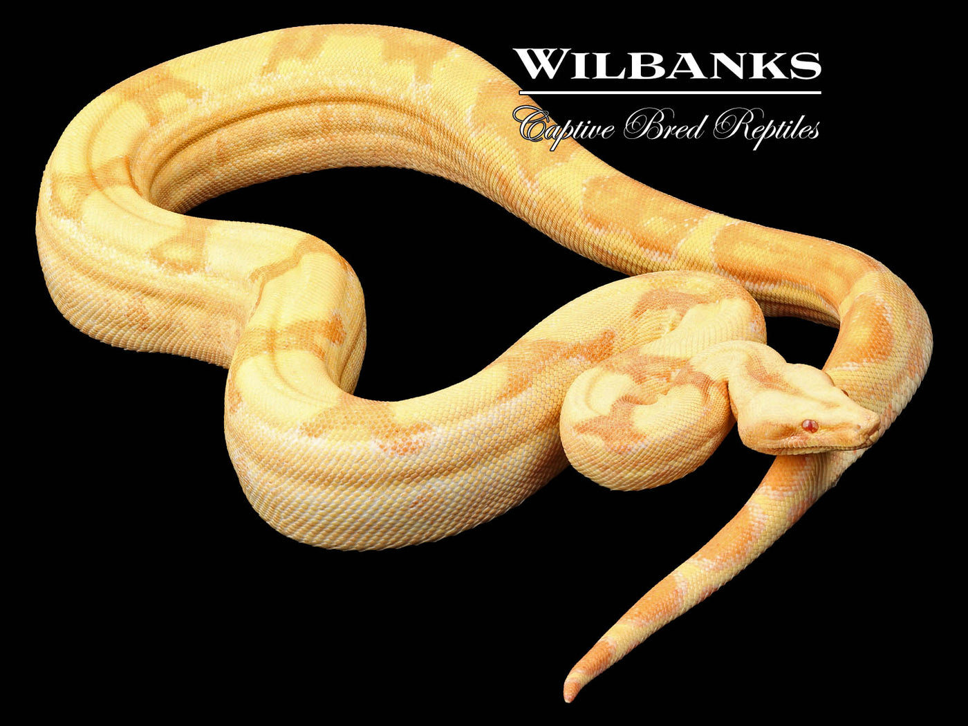 European Line Red Pastel Sharp Super Sunglow Boa Constrictor ♀ '21