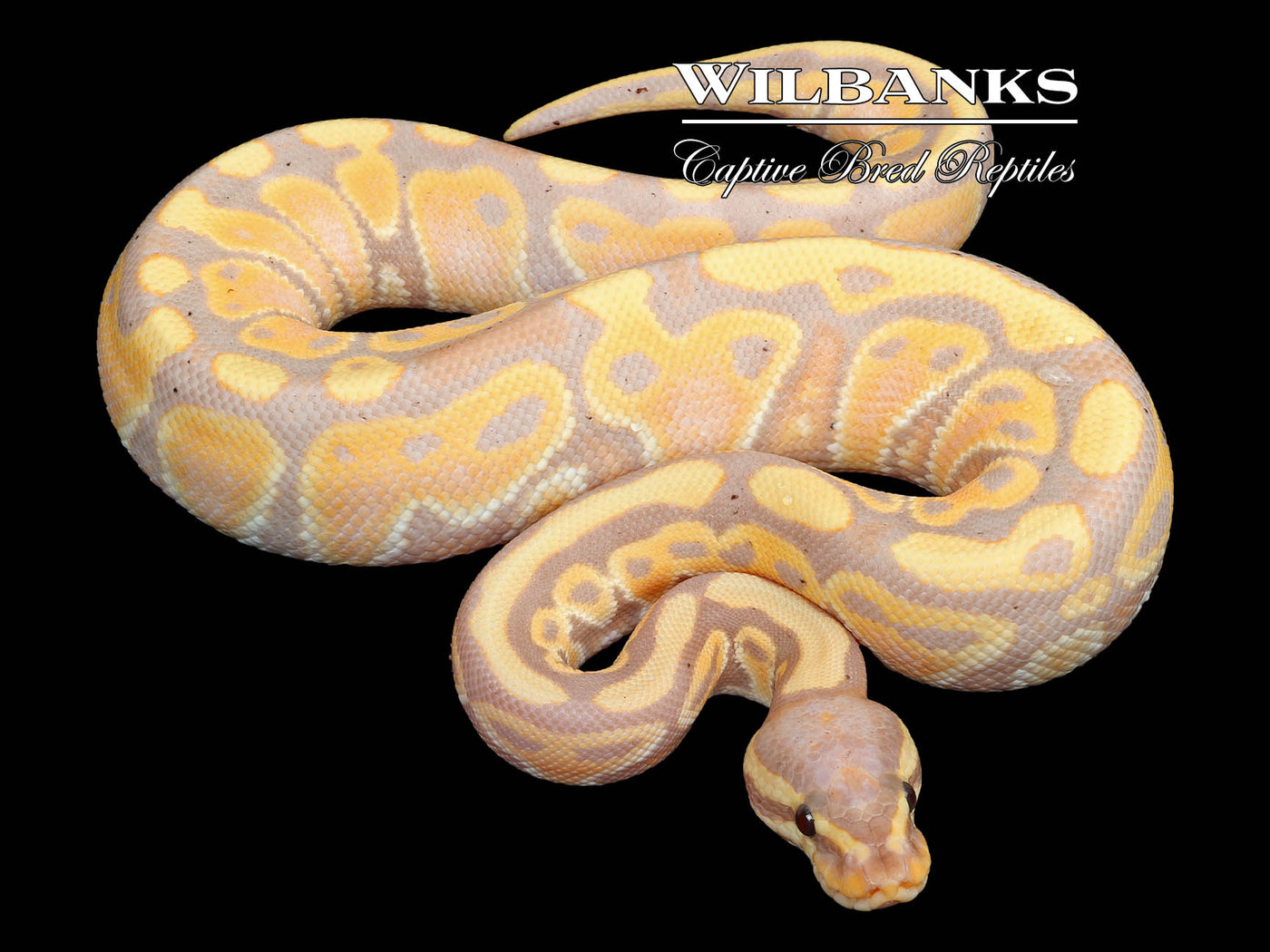 Banana 100% Het. Clown Ball Python ♂ '23