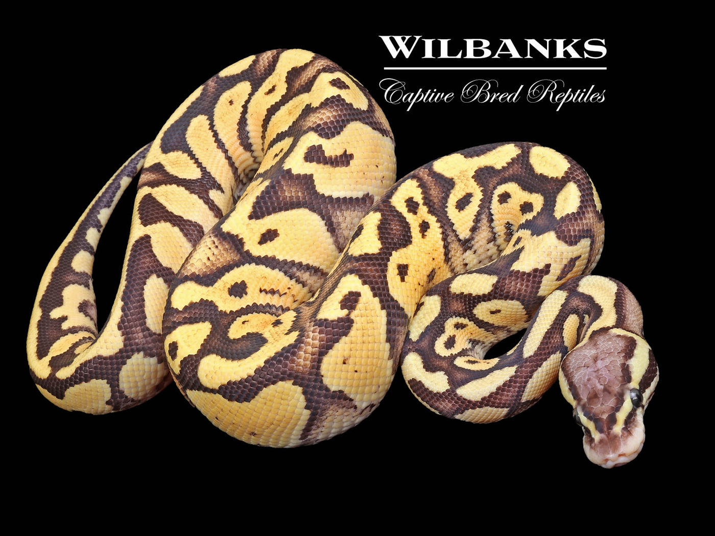 FireFly Ball Python ♂ '23