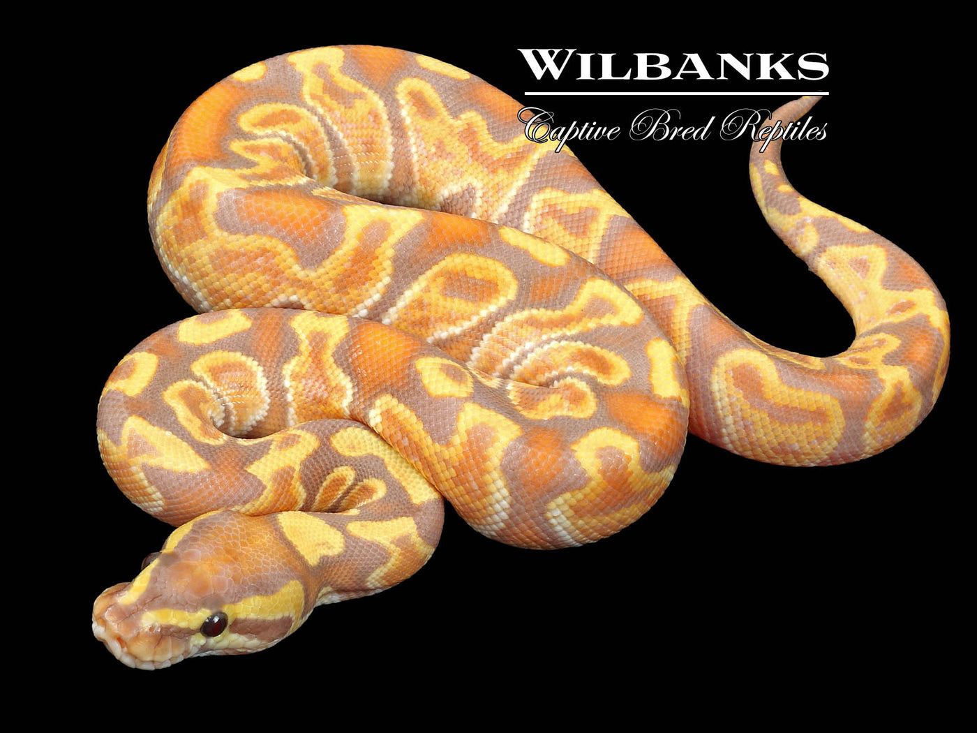 Banana GHI Ball Python ♂ '23