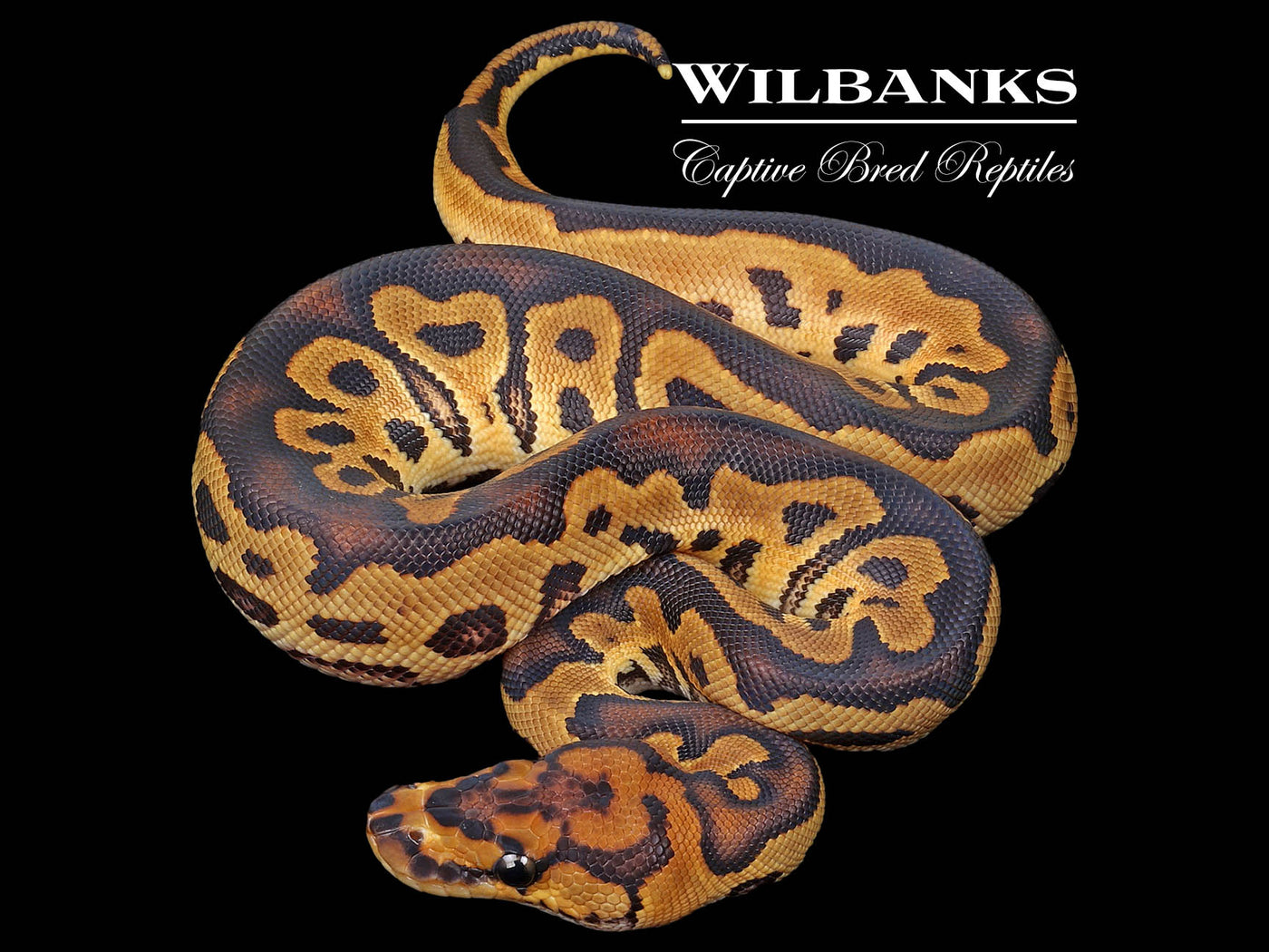 Clown 100% Het. Pied Ball Python ♂ '23