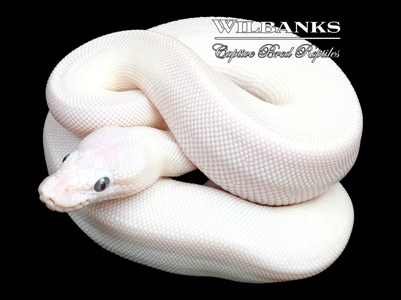 Blue Eyed Leucistic (Lucy) (Mojave Butter) Ball Python ♀ '23