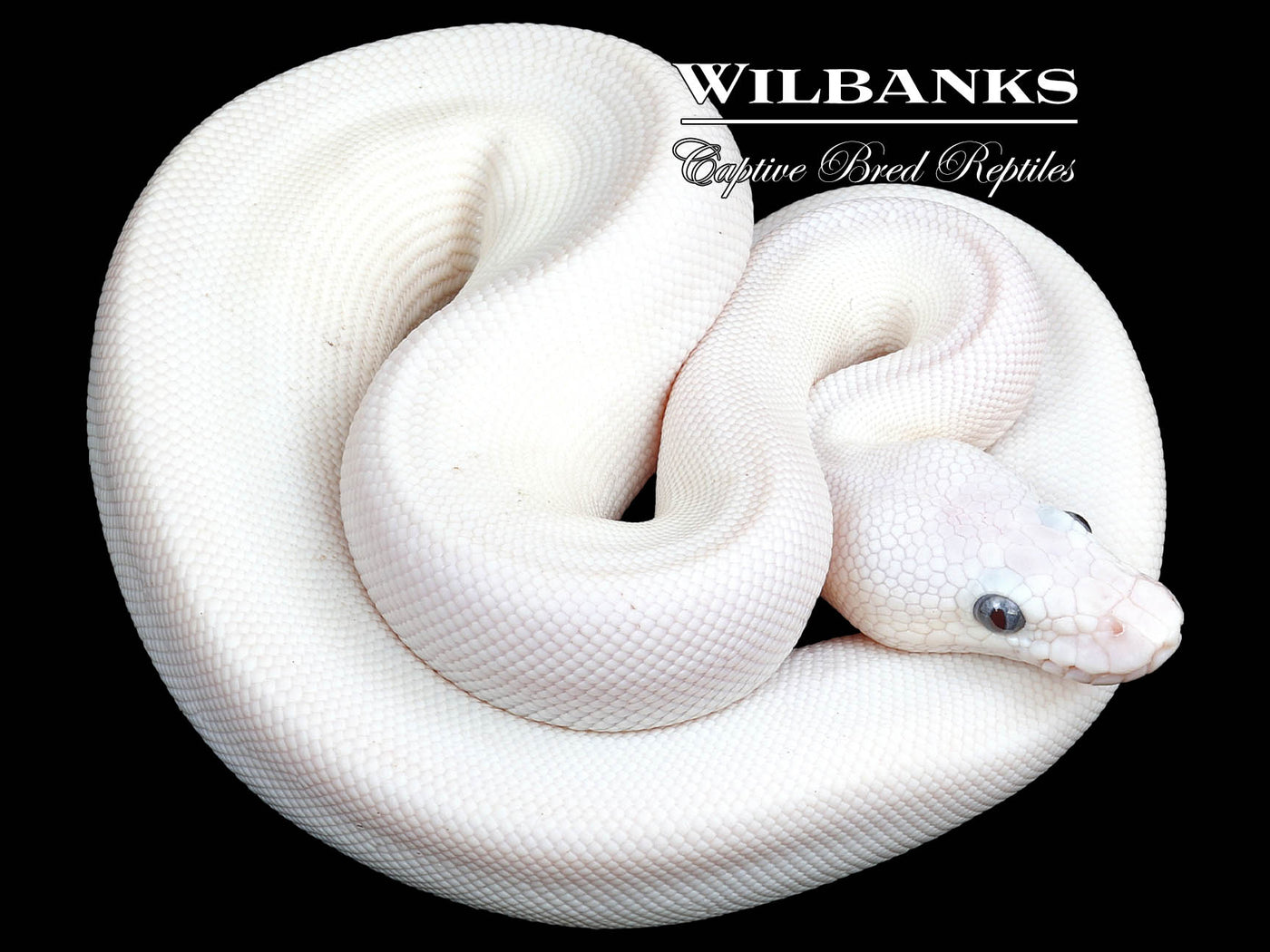 Blue Eyed Leucistic (Lucy) (Bamboo Butter) Ball Python ♂ '23