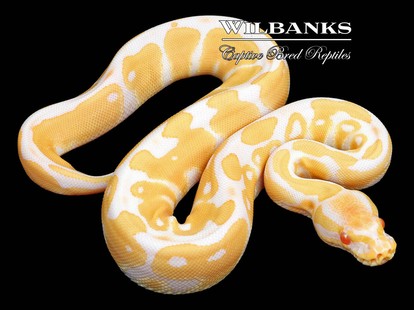 Albino Ball Python ♀ '23