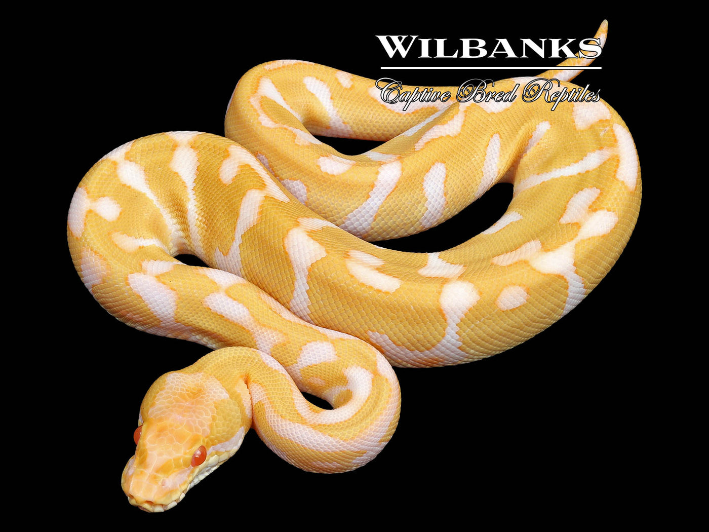 Albino Leopard Enchi Yellow Belly Ball Python ♂ '23