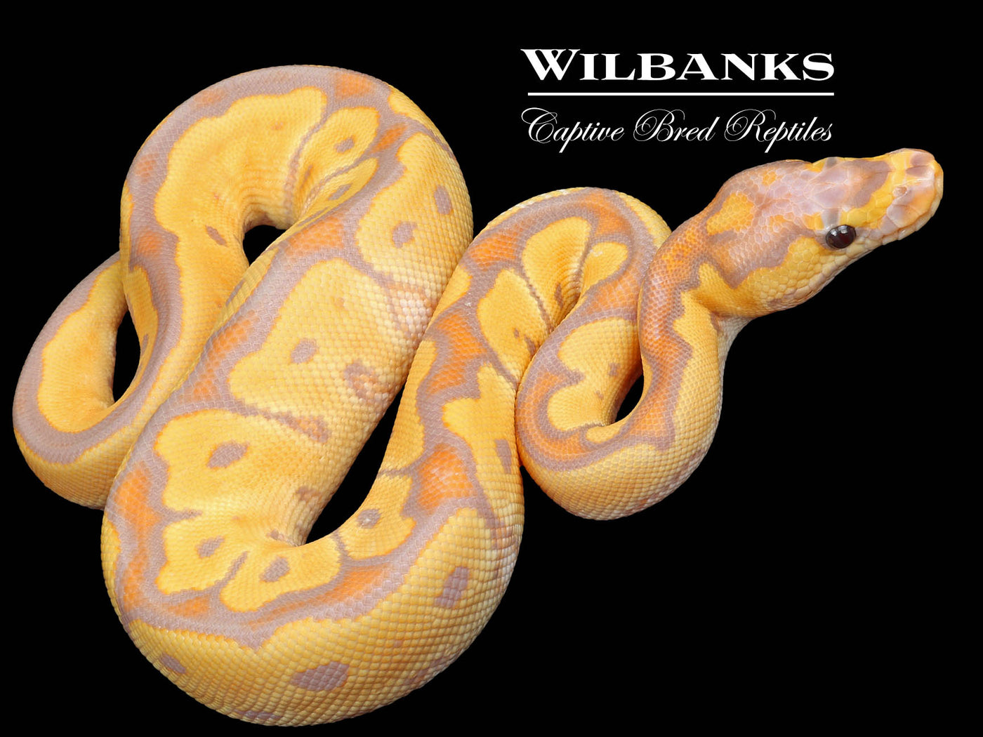 Banana Clown Ball Python ♂ '23
