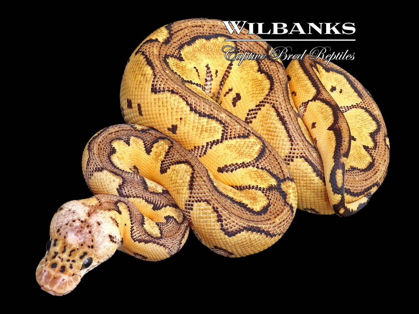 Pastel Clown Ball Python ♀ '23