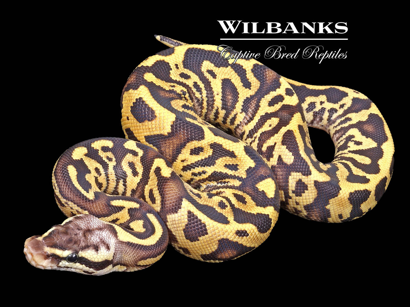 FireFly Leopard Ball Python ♀ '23