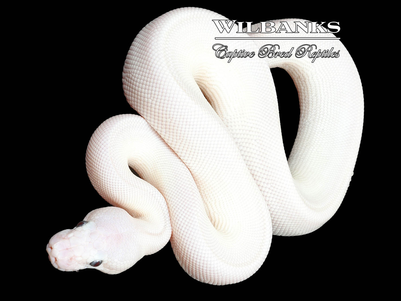 Banana Blue Eyed Lucy (Butter Mojave) Ball Python ♂ '23