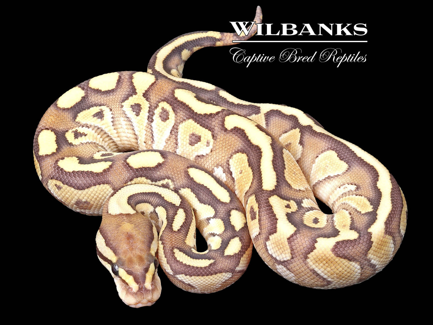 Nuclear 100% Het. Clown Ball Python ♀ '23