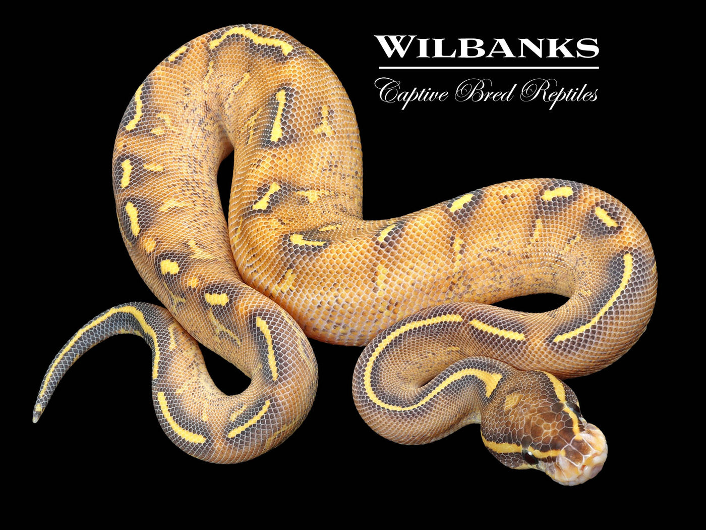 Highway Ball Python ♂ '23