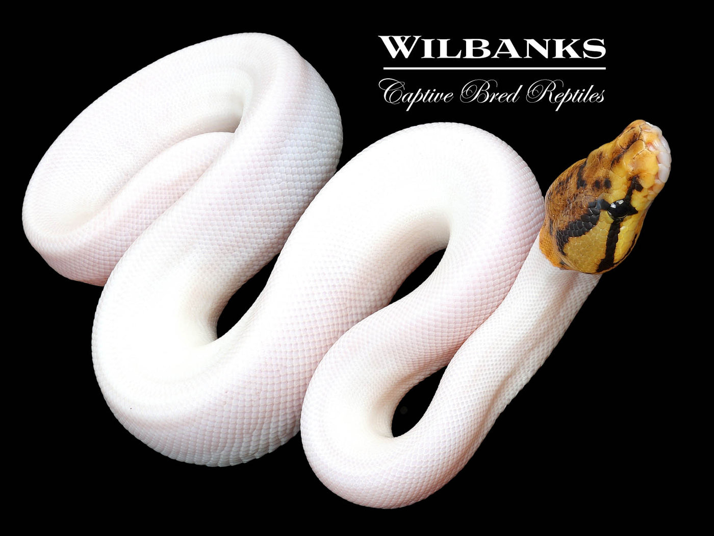 Spied Ball Python ♂ '23