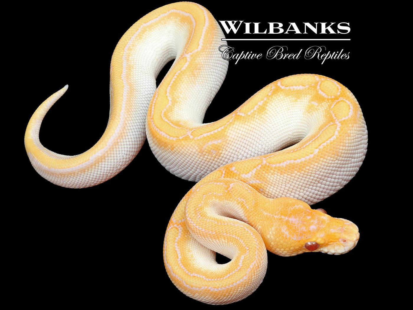 Lavender Albino Cypress Champagne Pastel Ball Python ♀ '23