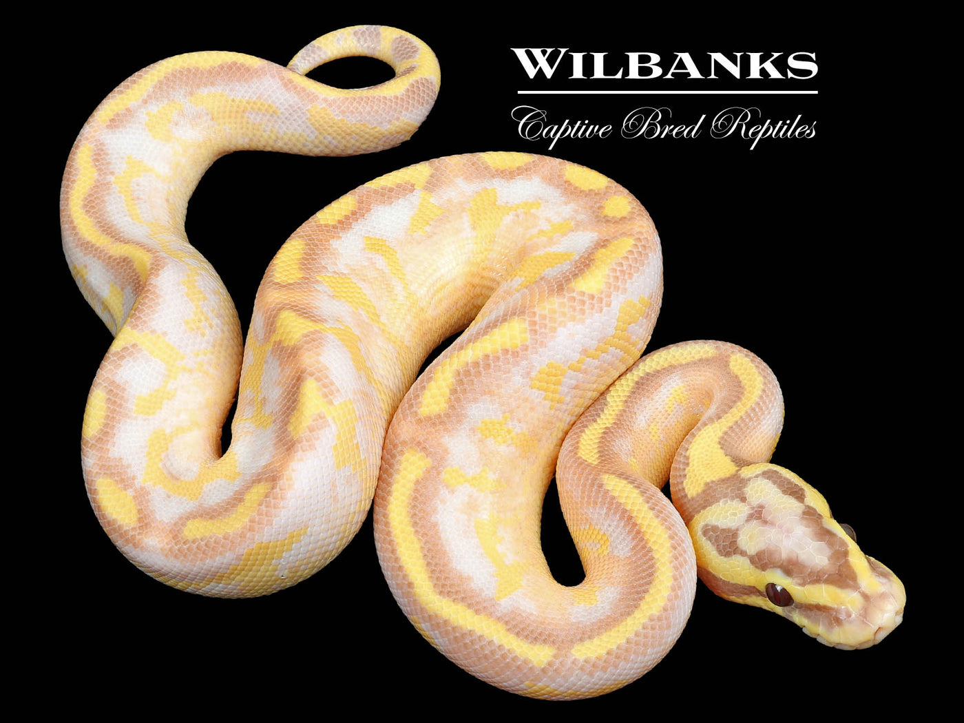 Banana Pastel Enchi Freeway (female maker) Ball Python ♂ '23 Wilbanks