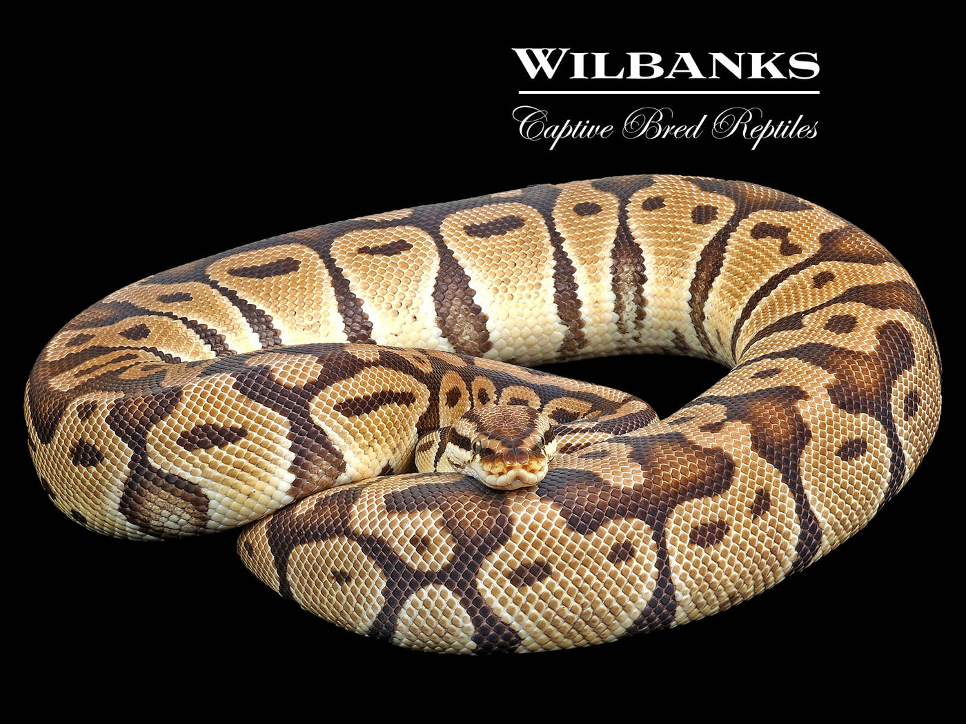 Pastel 100% Het. Clown (Proven Breeder) Ball Python ♀ '17