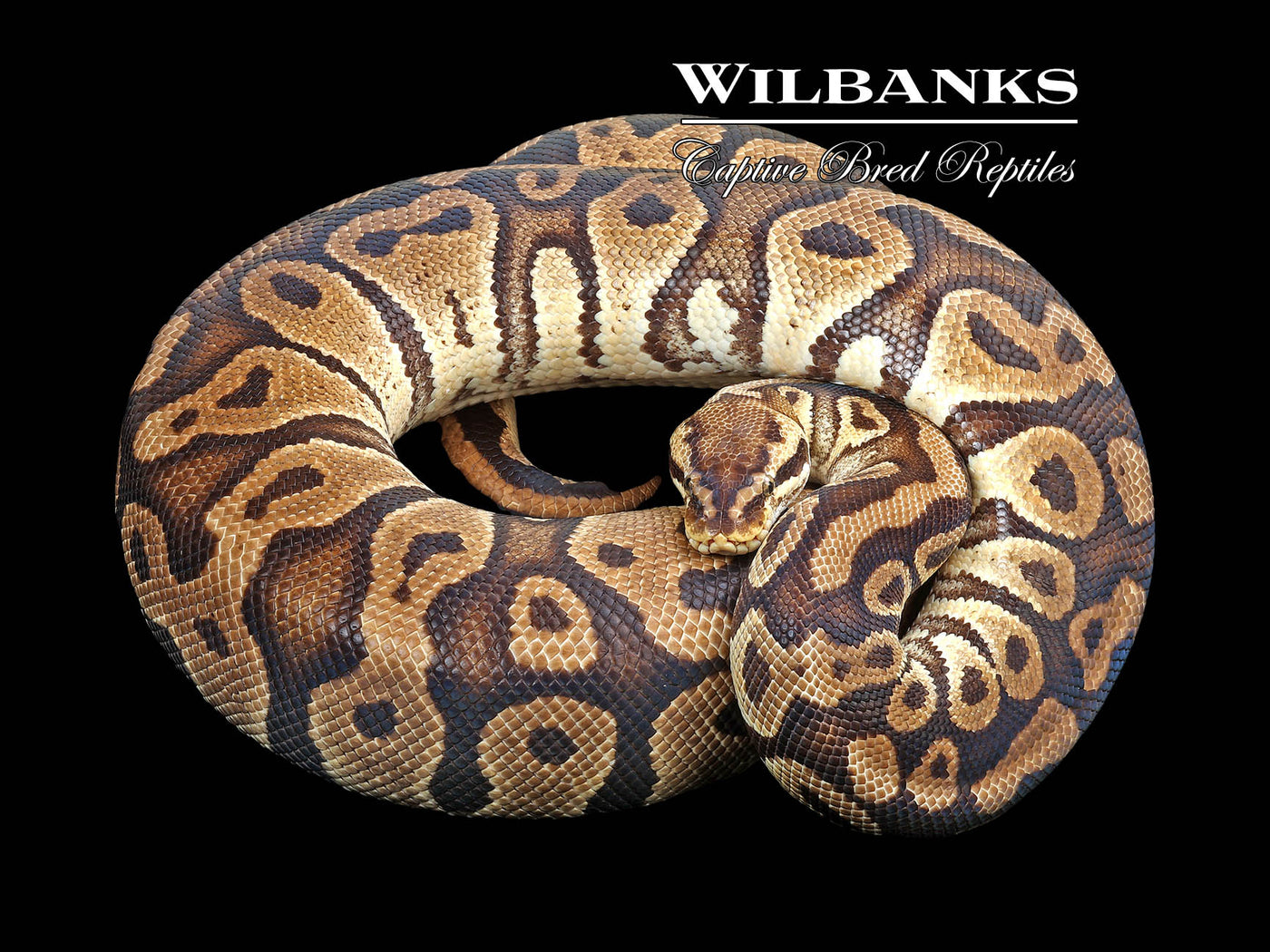 Pastel 100% Het. Clown (Proven Breeder) Ball Python ♀ '15