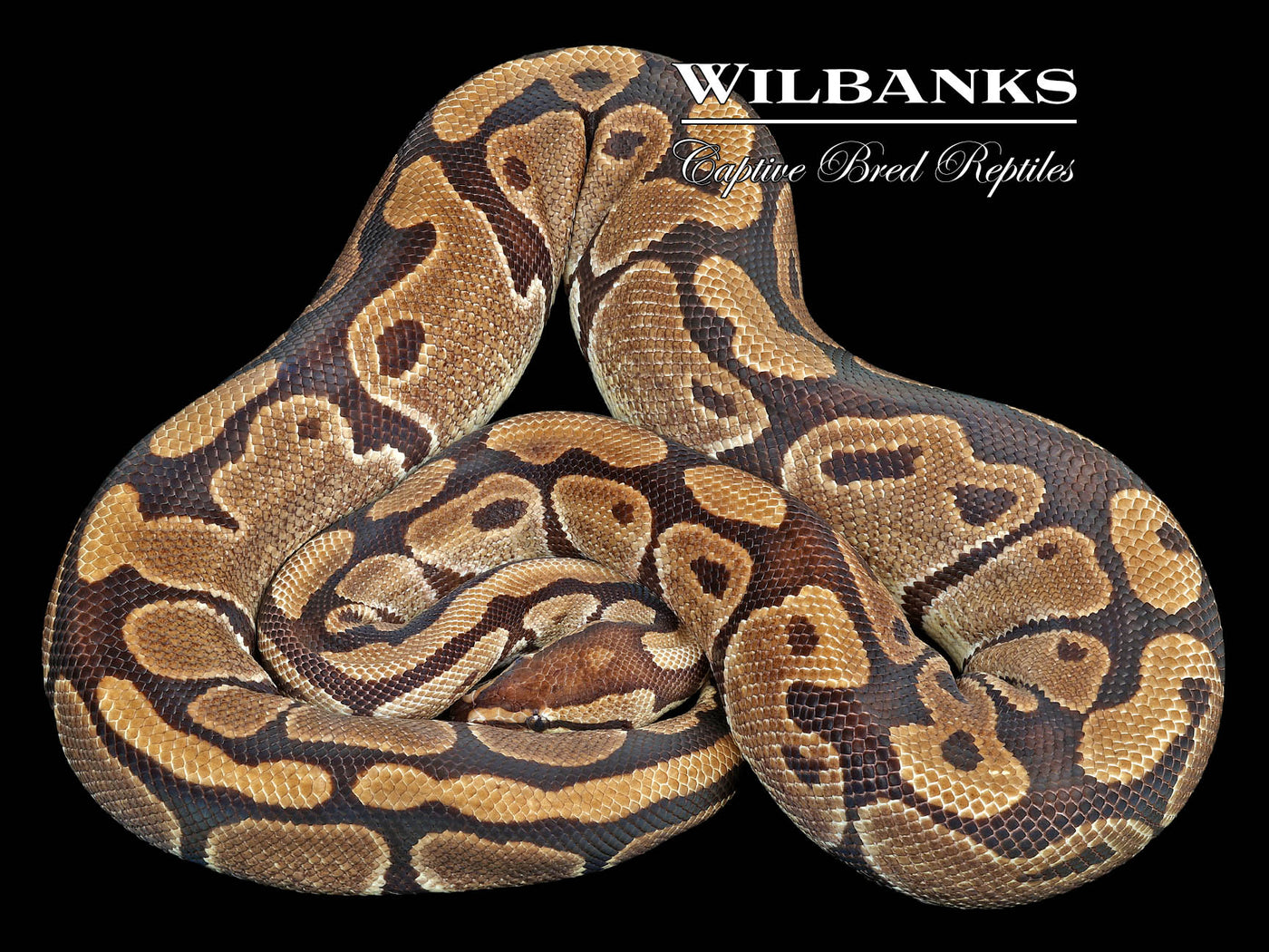 100% Het. Clown (Proven Breeder) Ball Python ♀ '17