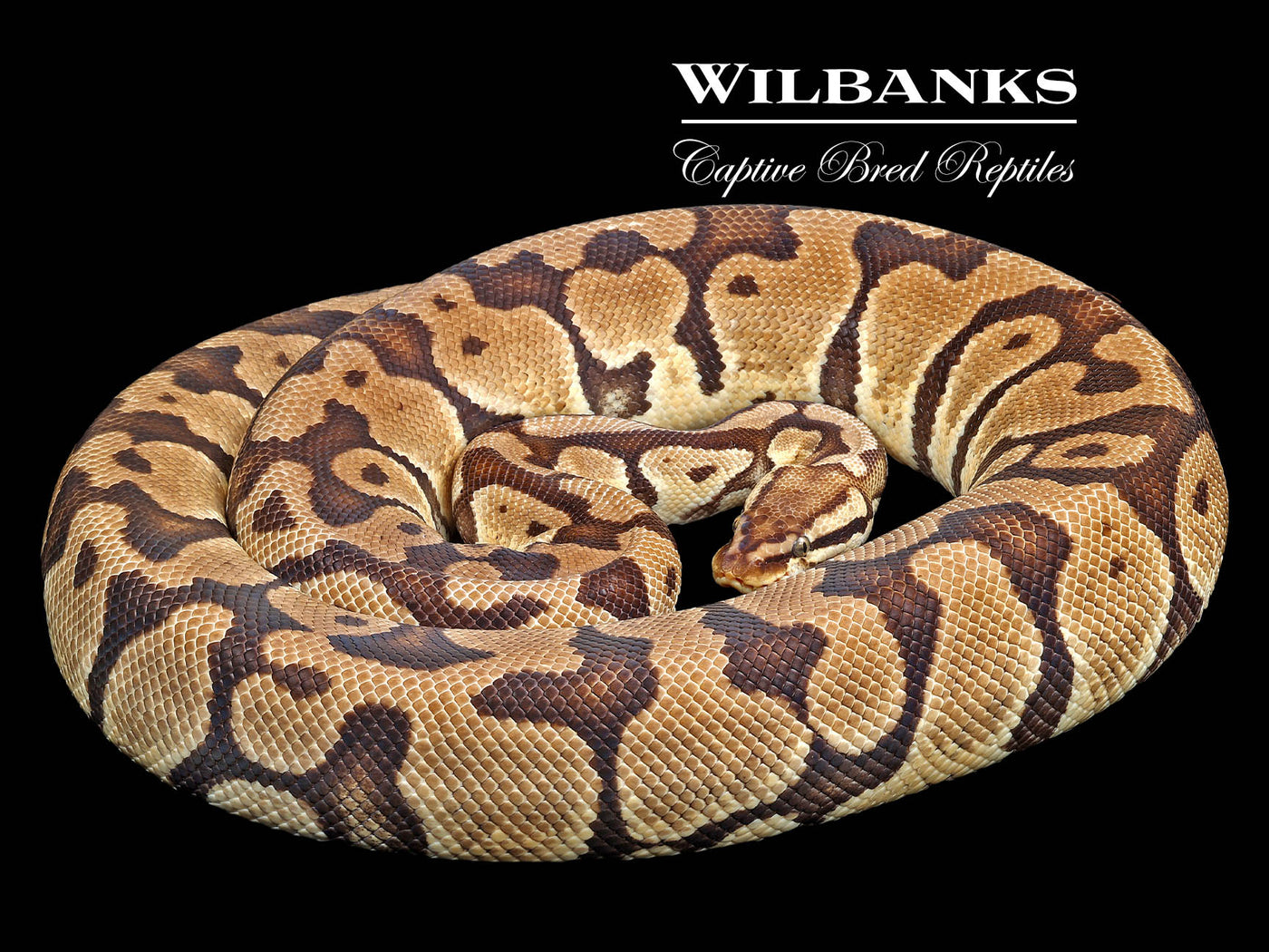 Pastel 100% Het. Clown (Proven Breeder) Ball Python ♀ '15