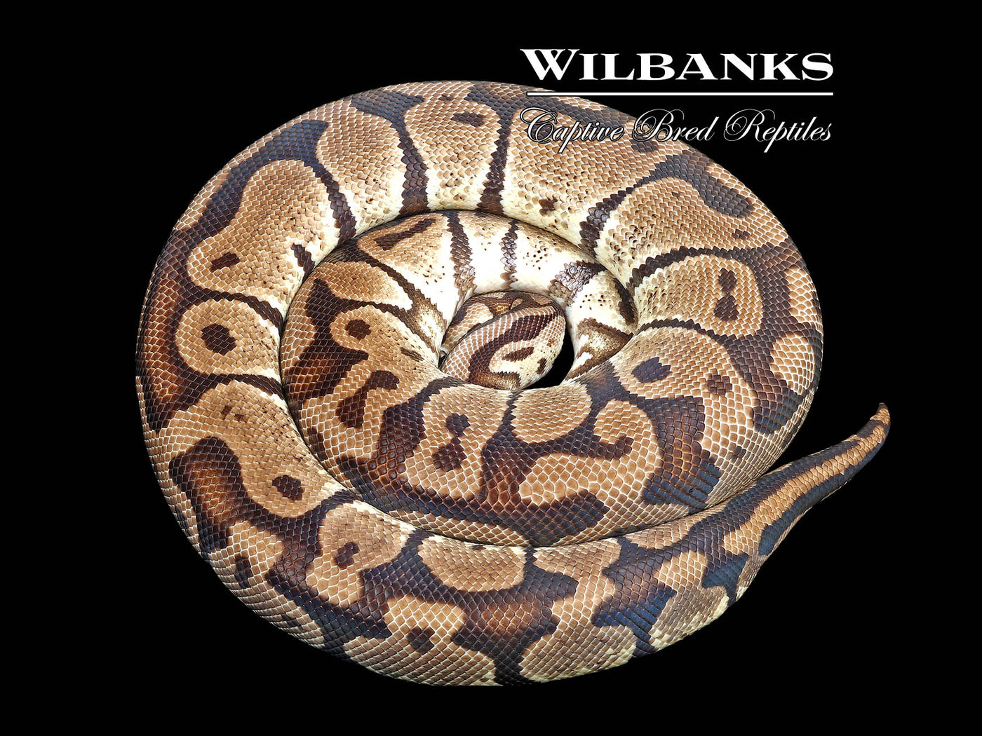 Pastel 100% Het. Clown (Proven Breeder) Ball Python ♀ '17