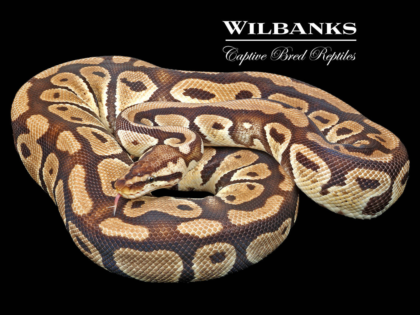Pastel 100% Het. Clown (Proven Breeder) Ball Python ♀ '17