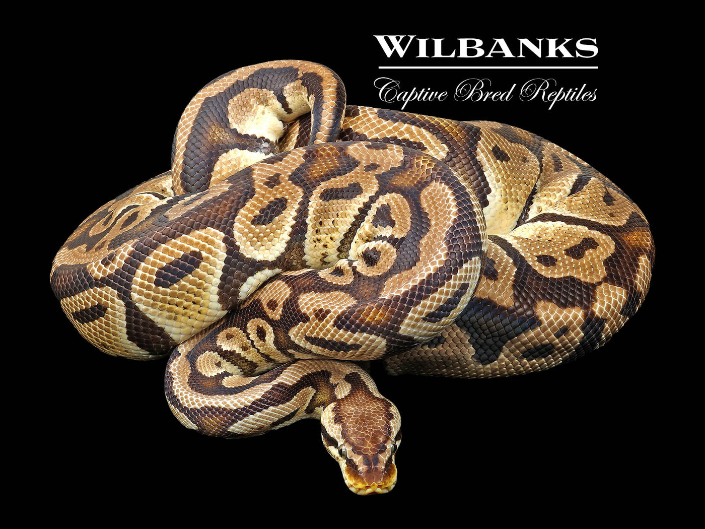 Pastel 100% Het. Clown (Proven Breeder) Ball Python ♀ '17