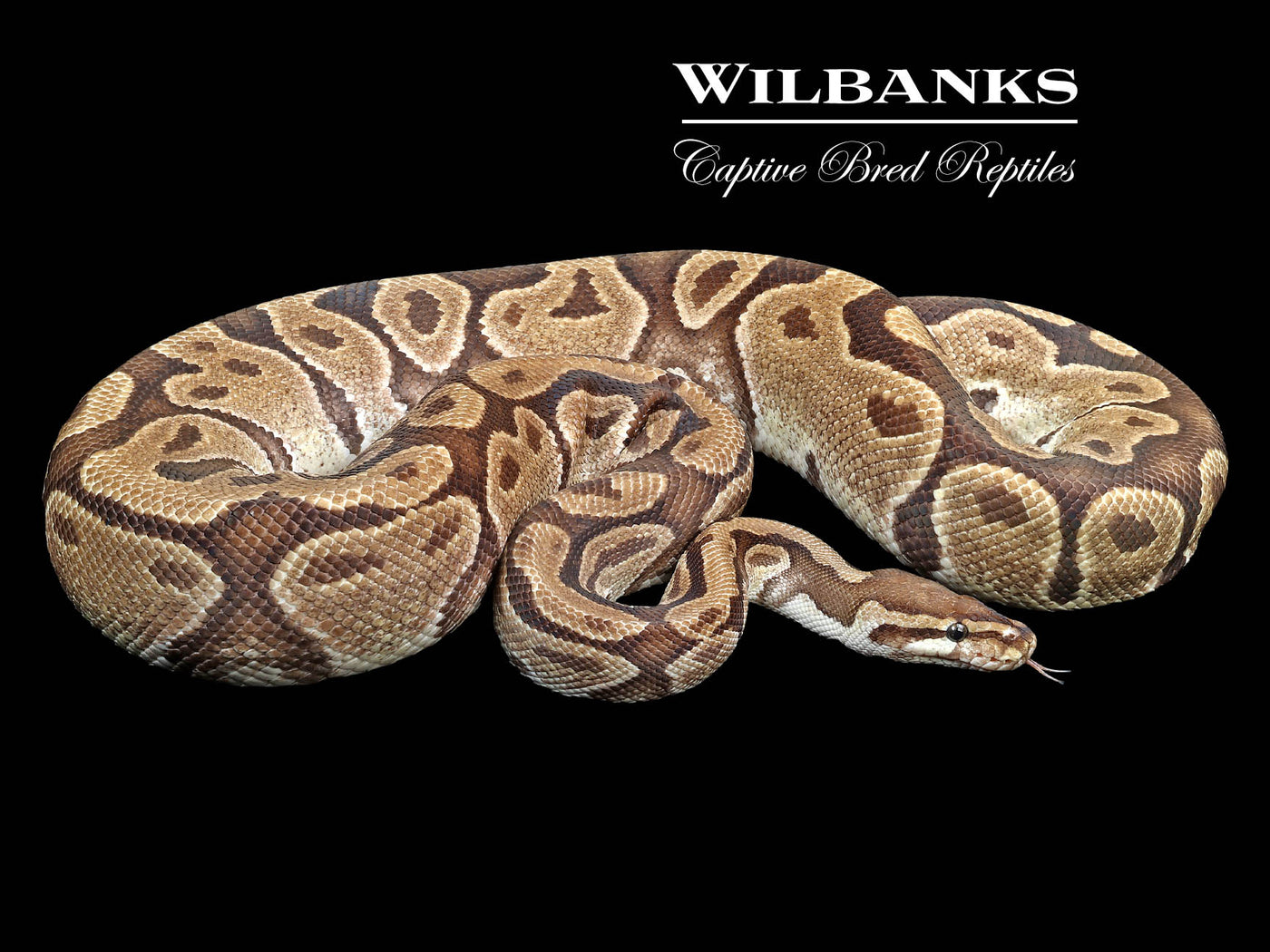 Fire (Proven Breeder) Ball Python ♀ '16