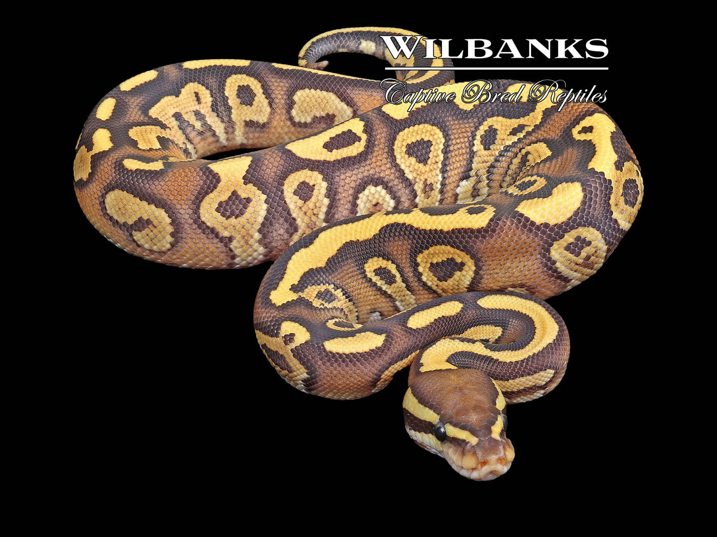 Fire Phantom Ball Python ♂ '23