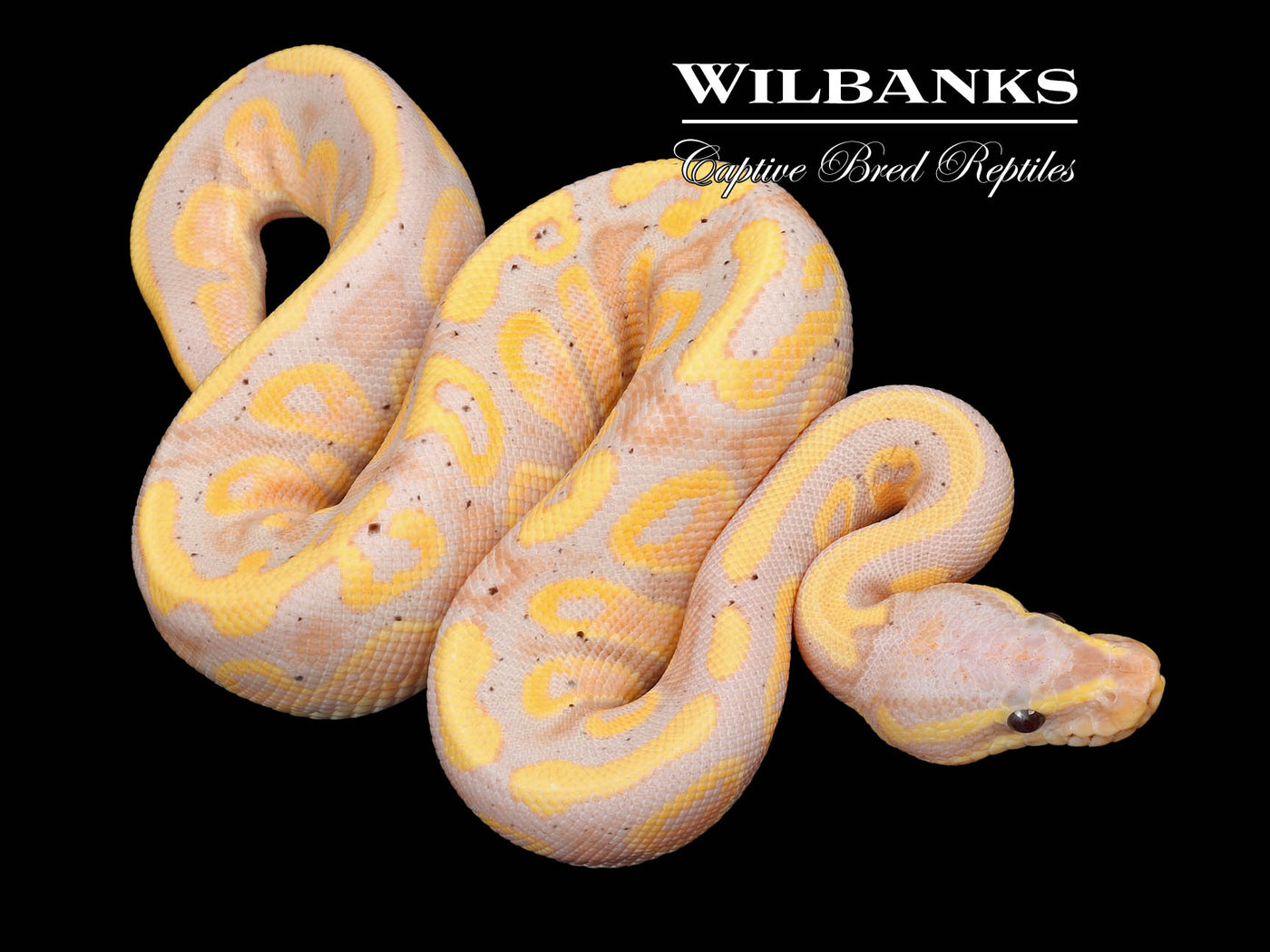 Banana Mahogany 100% Het. Pied Ball Python ♂ '23