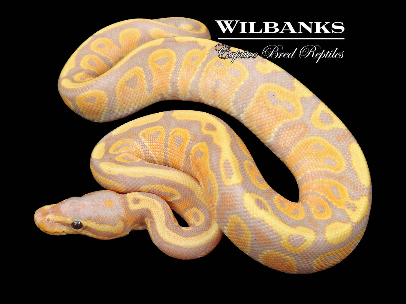 Banana 100% Het. Pied Ball Python ♂ '23