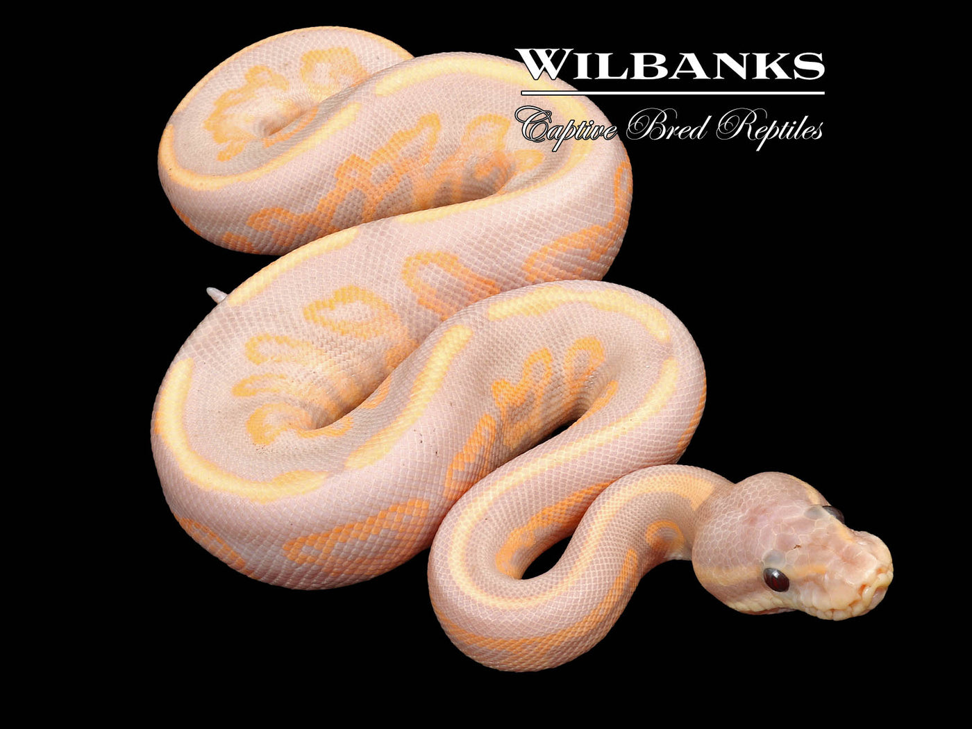 Banana Cinnamon Fire Ball Python ♂ '23